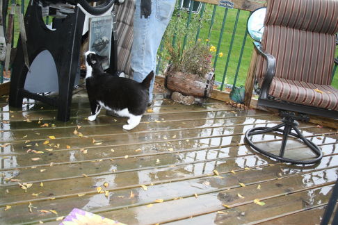 Picture of a cat / kitten / feline