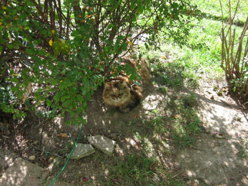 Picture of a cat / kitten / feline