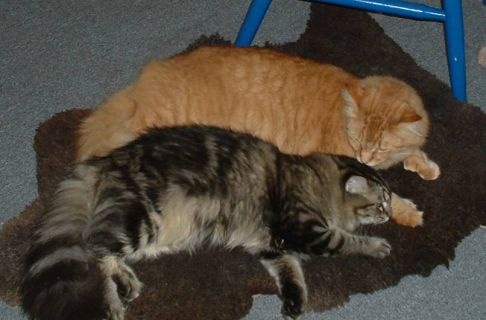 Picture of a cat / kitten / feline