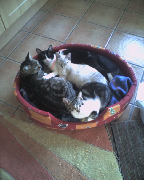 Picture of a cat / kitten / feline