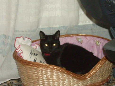 Picture of a cat / kitten / feline