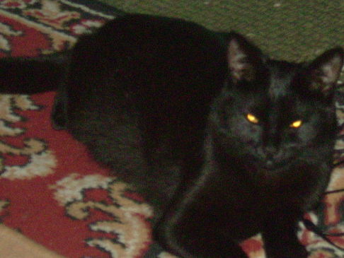 Picture of a cat / kitten / feline