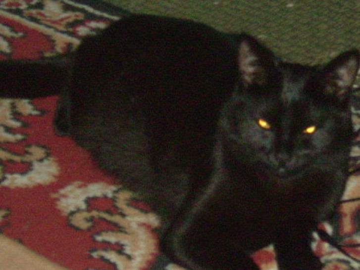 Picture of a cat / kitten / feline