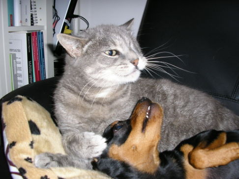 Picture of a cat / kitten / feline