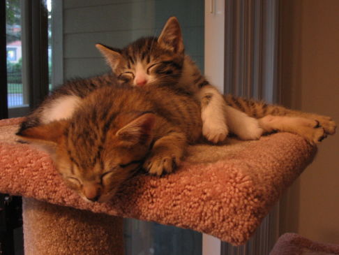 Picture of a cat / kitten / feline