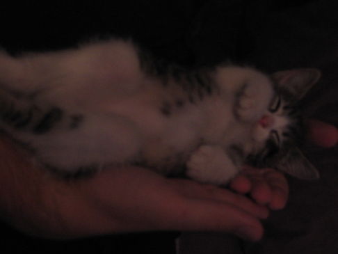 Picture of a cat / kitten / feline