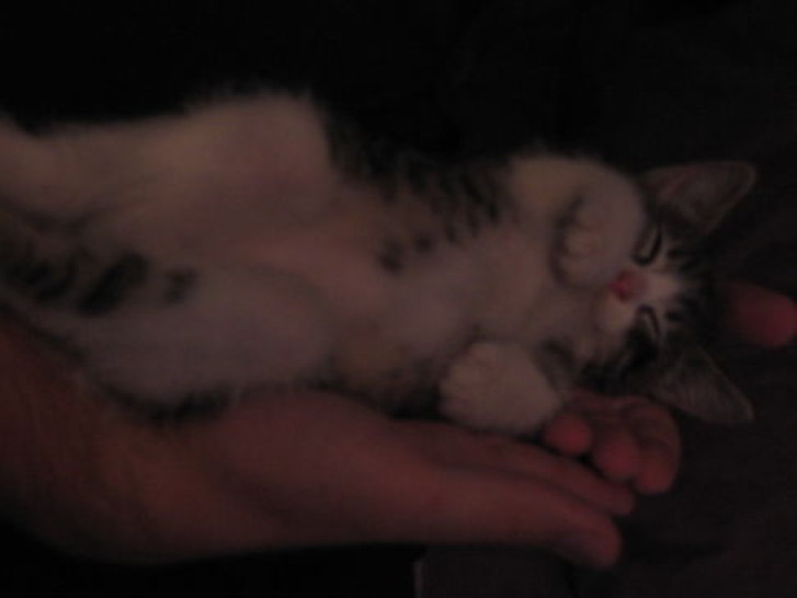 Picture of a cat / kitten / feline