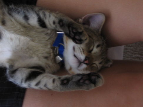 Picture of a cat / kitten / feline