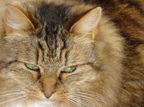 Picture of a cat / kitten / feline