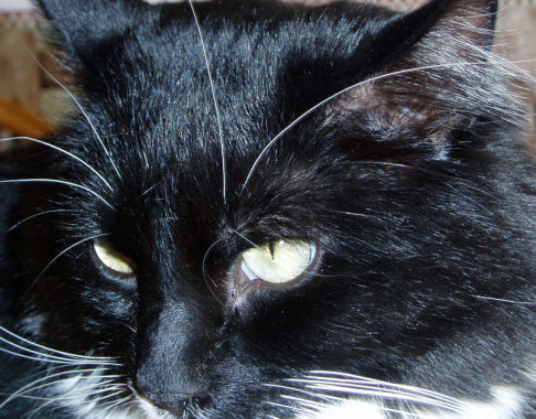 Picture of a cat / kitten / feline