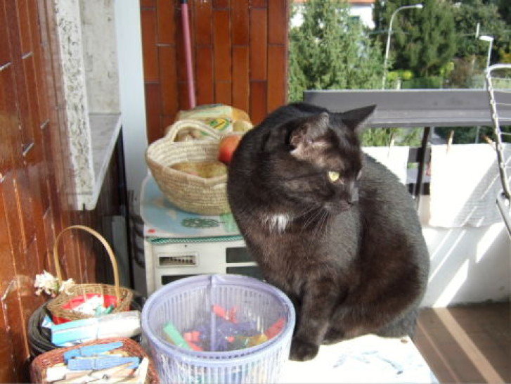 Picture of a cat / kitten / feline