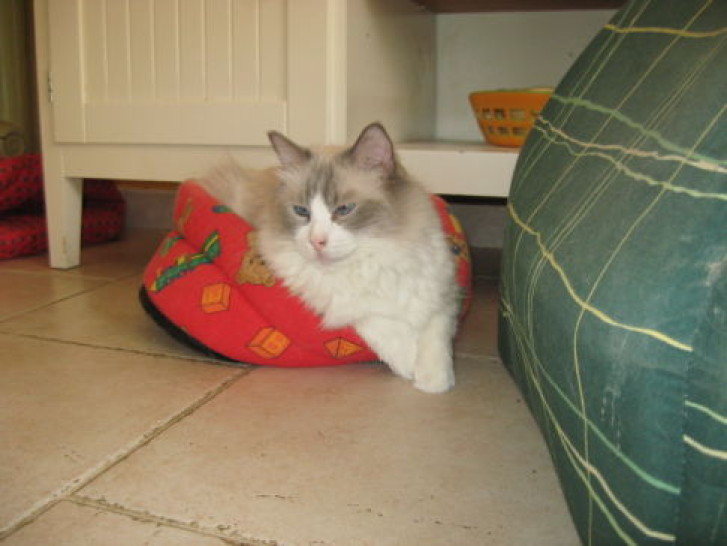 Picture of a cat / kitten / feline