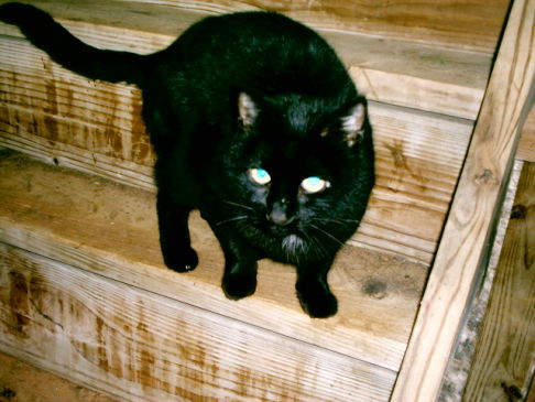 Picture of a cat / kitten / feline