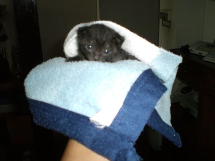 Picture of a cat / kitten / feline