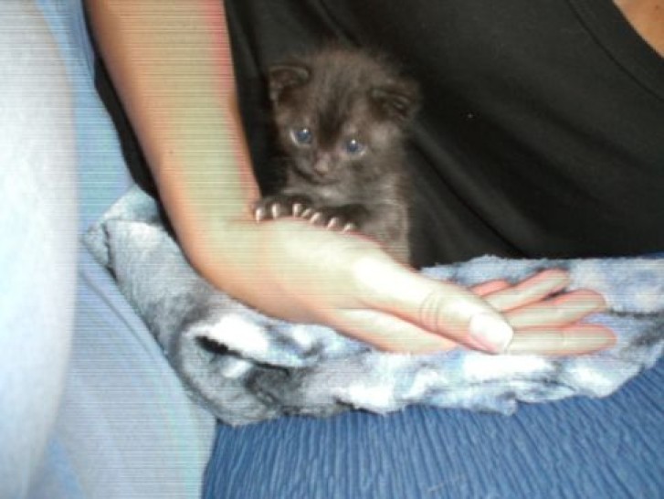 Picture of a cat / kitten / feline