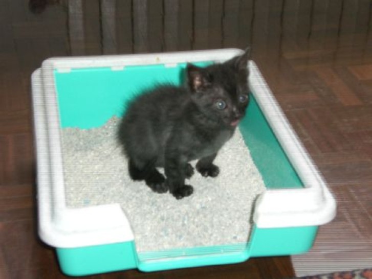 Picture of a cat / kitten / feline