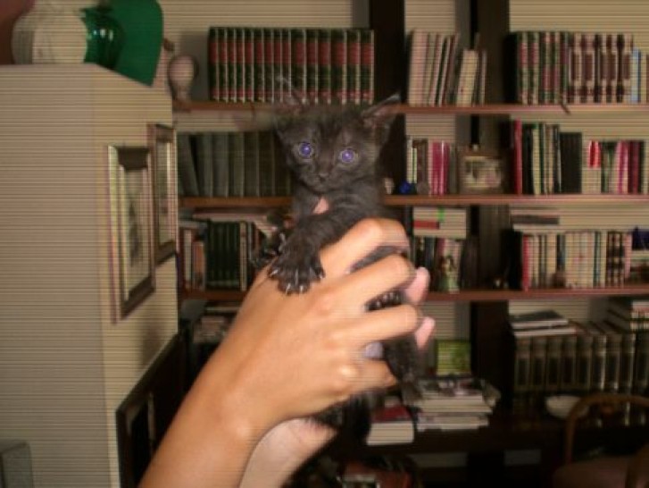 Picture of a cat / kitten / feline