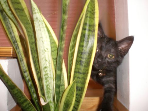 Picture of a cat / kitten / feline