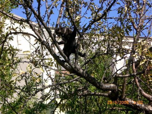 Picture of a cat / kitten / feline