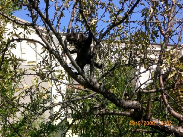 Picture of a cat / kitten / feline