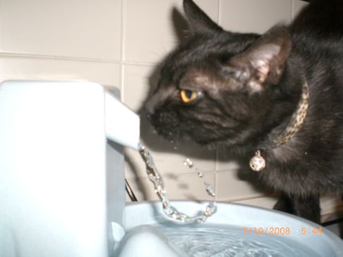 Picture of a cat / kitten / feline