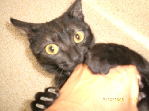 Picture of a cat / kitten / feline