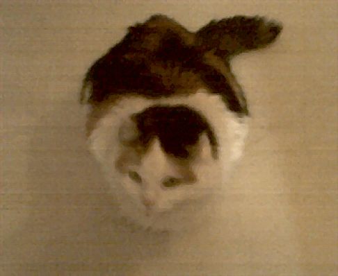 Picture of a cat / kitten / feline