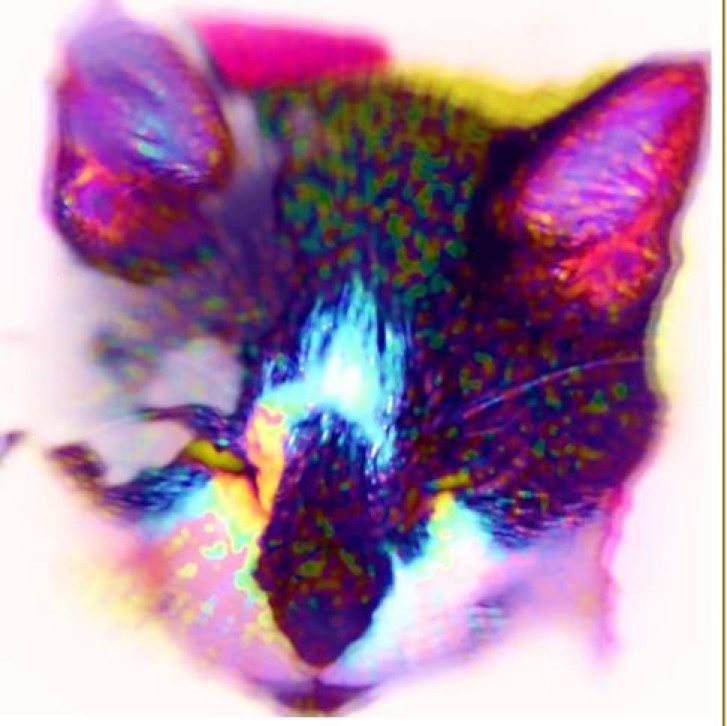 Picture of a cat / kitten / feline