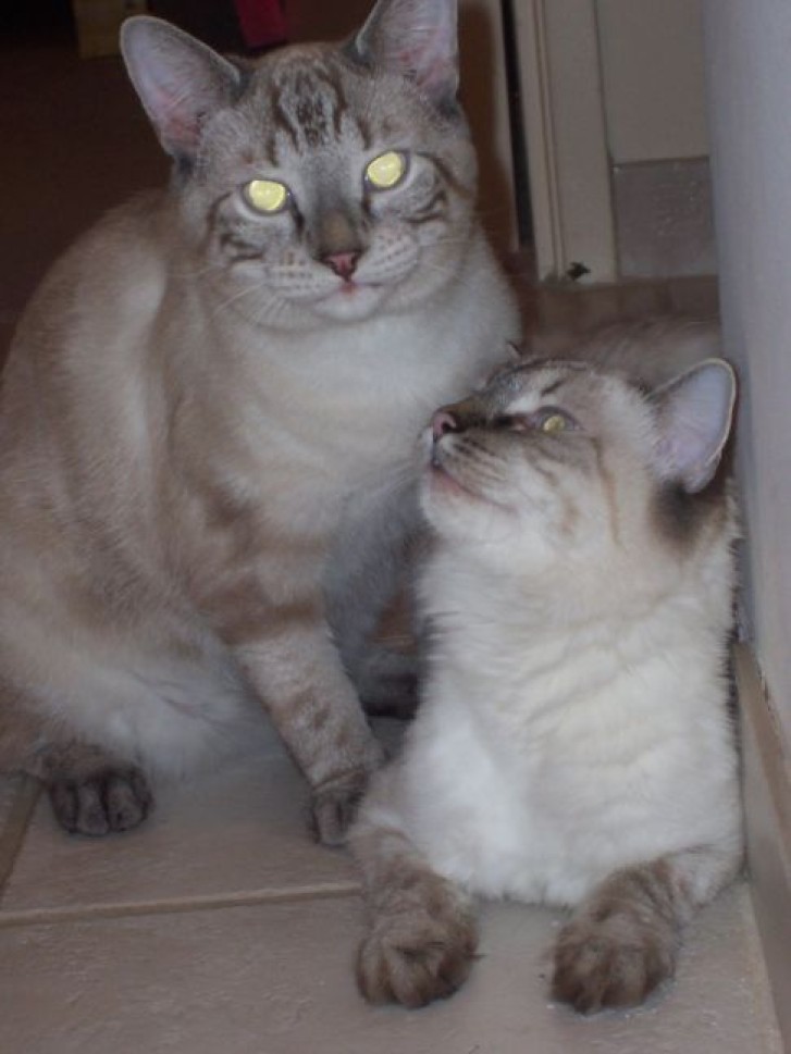 Picture of a cat / kitten / feline