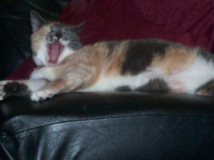 Picture of a cat / kitten / feline