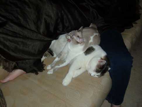 Picture of a cat / kitten / feline