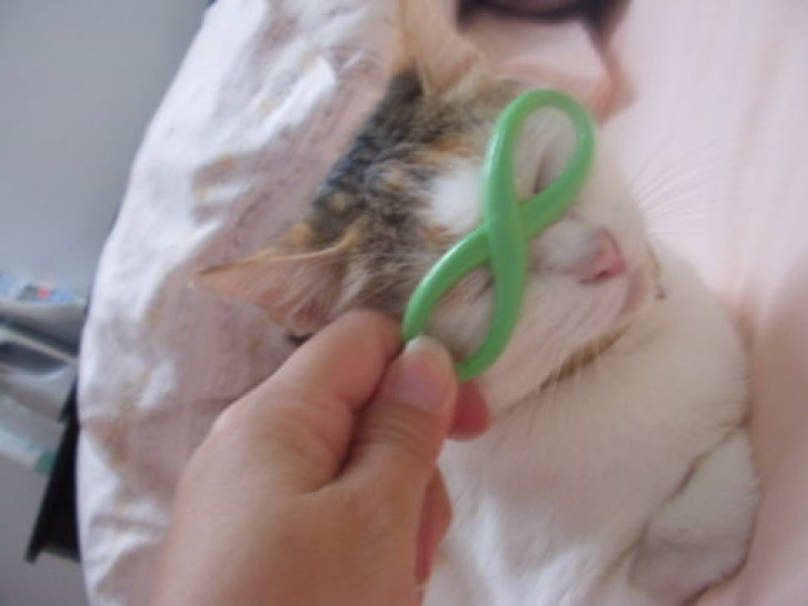 Picture of a cat / kitten / feline