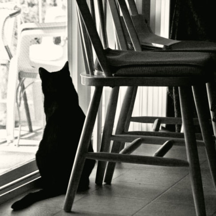 Picture of a cat / kitten / feline