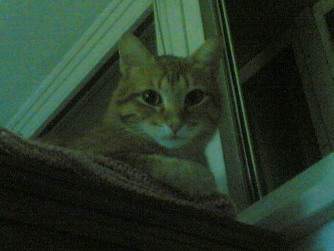 Picture of a cat / kitten / feline