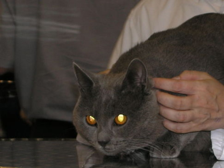 Picture of a cat / kitten / feline