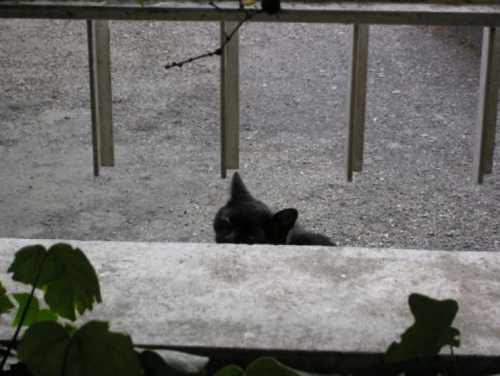 Picture of a cat / kitten / feline