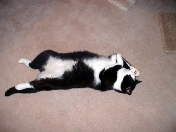 Picture of a cat / kitten / feline