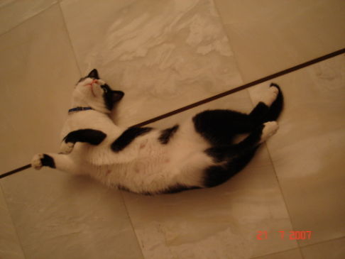 Picture of a cat / kitten / feline