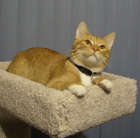 Picture of a cat / kitten / feline