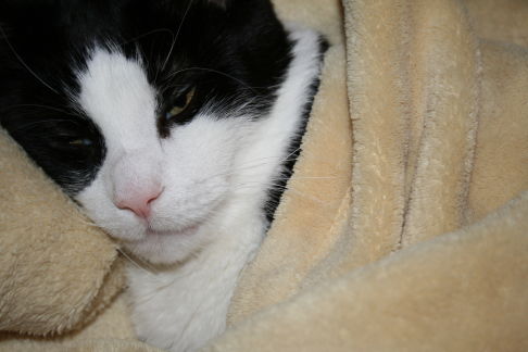 Picture of a cat / kitten / feline