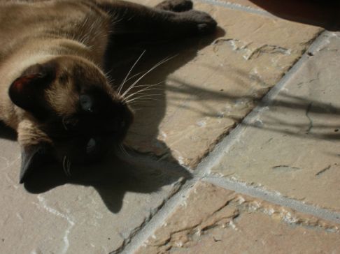 Picture of a cat / kitten / feline