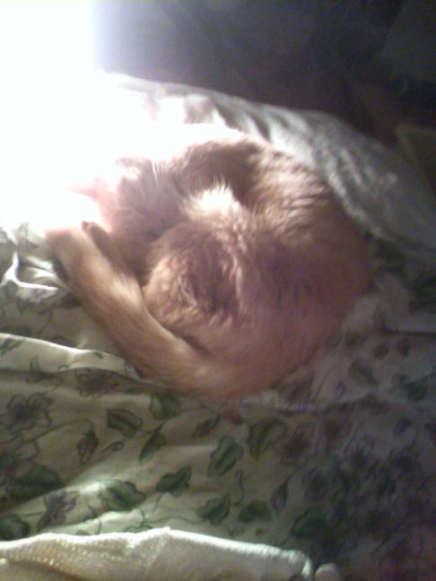 Picture of a cat / kitten / feline