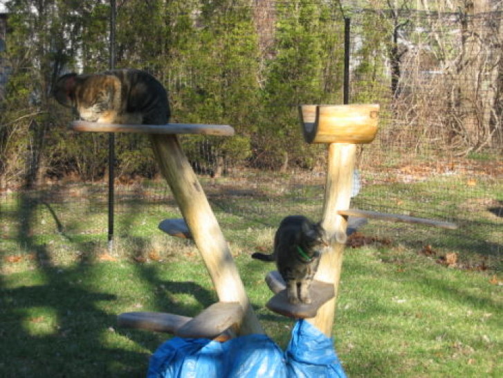 Picture of a cat / kitten / feline