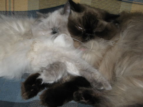 Picture of a cat / kitten / feline