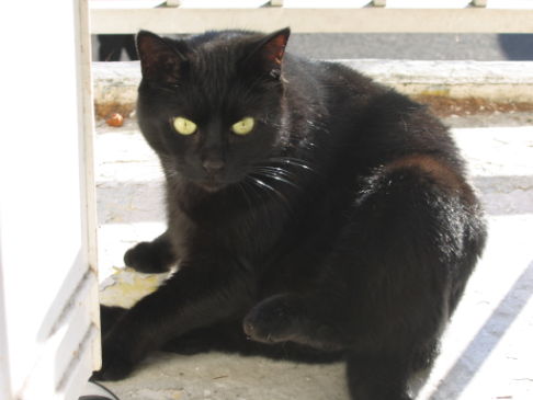 Picture of a cat / kitten / feline