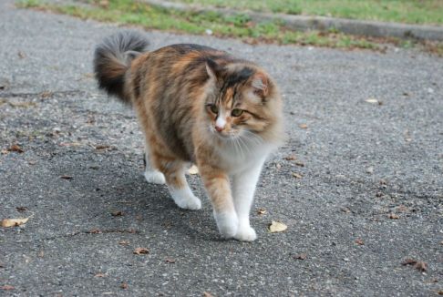 Picture of a cat / kitten / feline