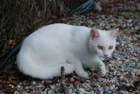 Picture of a cat / kitten / feline