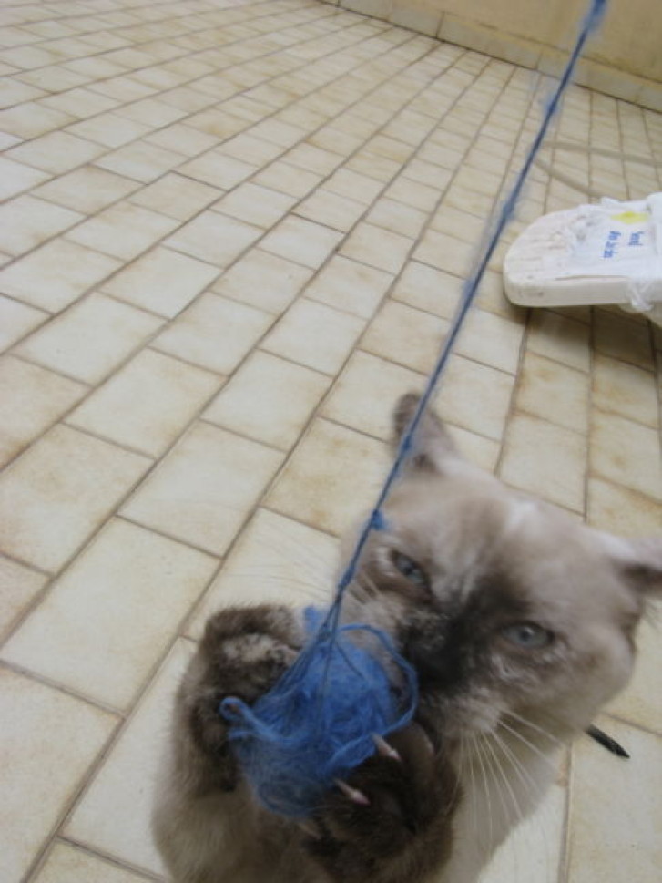 Picture of a cat / kitten / feline