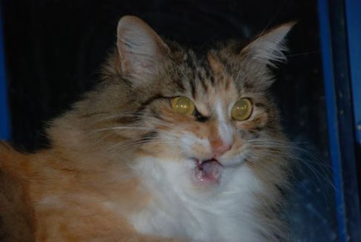 Picture of a cat / kitten / feline