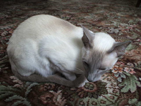 Picture of a cat / kitten / feline